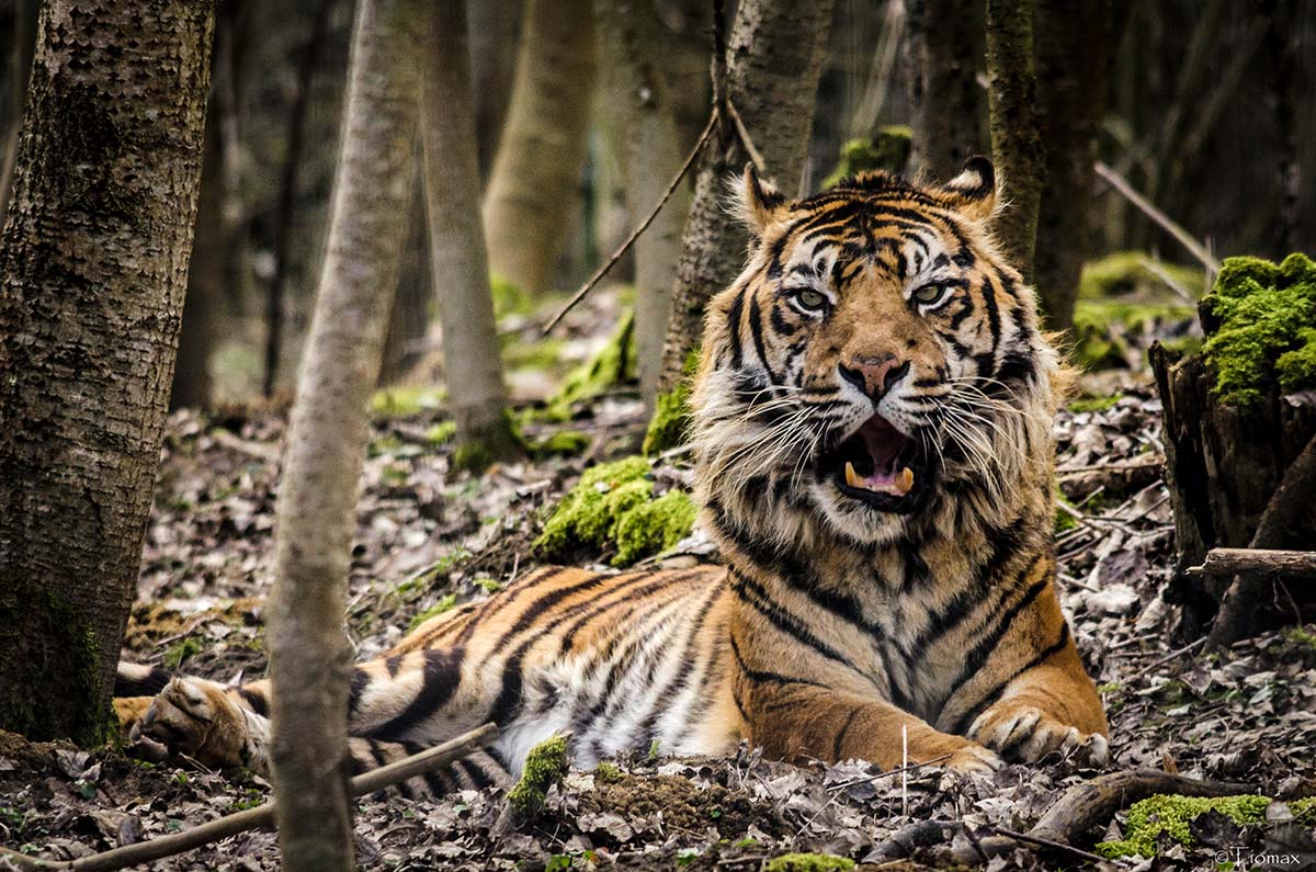 Wildlife photography (Nikon DX lens)